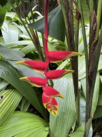 Inselrundfahrt -  Kulturstätte von Arahurahu