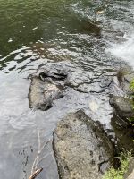 Jeep Safari auf Tahiti