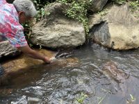 Aale füttern auf Huahine