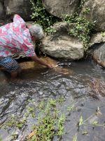 Aale füttern auf Huahine