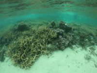 Die Lagune von Moorea - Schnorchelstopp