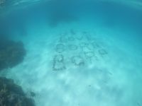 Lagunentour Bora Bora - Schnorcheln