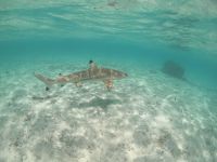 Lagunentour Bora Bora - Schnorcheln mit den Rochen & Haien