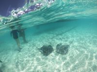 Lagunentour Bora Bora - Schnorcheln mit den Rochen & Haien