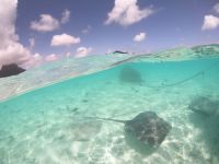 Lagunentour Bora Bora - Schnorcheln mit den Rochen & Haien