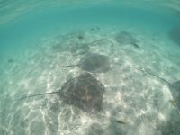 Lagunentour Bora Bora - Schnorcheln mit den Rochen & Haien