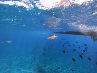 Lagunentour Bora Bora - Schnorcheln mit den Rochen & Haien