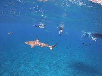 Lagunentour Bora Bora - Schnorcheln mit den Rochen & Haien