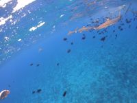 Lagunentour Bora Bora - Schnorcheln mit den Rochen & Haien