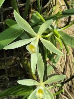 Inselrundfahrt Huahine - Vanilleblüte