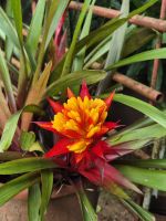 Inselrundfahrt Huahine