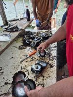 Perlenfarm auf Taha´a