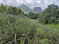 Inselrundfahrt Moorea - Ananasplantage