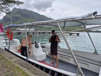 Moorea - Ausflug Whale Watching
