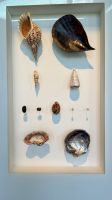 Muscheln, Museum of Tahiti - Te Fare