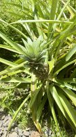 Ananas, Botanischer Garten, Tahiti