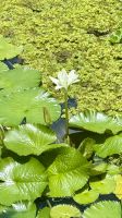 Wasserlilie, Botanischer Garten, Tahiti