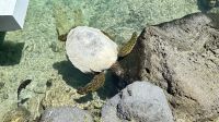 Schildkrötenauffangstation, Intercontinental Hotel, Tahiti
