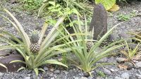 Ananas, Jeeptour, Tahiti 
