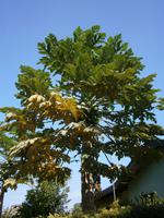 056 Papayabaum