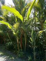 084 Lippenstiftpalme