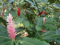 195 Nationalblume Samoa