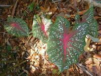 196  Impressionen Samoa