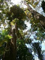 198  Impressionen Samoa