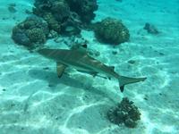 0412 Schwarzspitzenhai