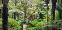 Auckland - Domain Stadtpark - Wintergarten