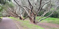 Auckland - Domain Stadtpark