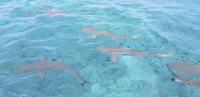 Bora Bora - Lagunentour