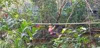 Fiji - Kura Eco Park