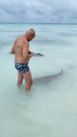 Haie streicheln auf Fakarava