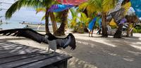 Inselrundfahrt auf Moorea
