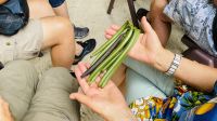 Inselrundfahrt auf Tahaa - zu Besuch auf der Vanille Plantage