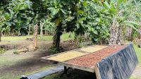 Inselrundfahrt auf Tahaa - zu Besuch auf der Vanille Plantage
