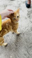 Katze streicheln auf Fakarava