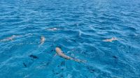 Lagunentour Bora Bora - Schnorcheln mit den Rochen & Haien