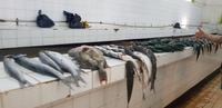Rundgang auf dem Wochenmarkt von Nadi - Fischhalle