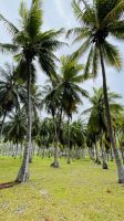 Spaziergang auf Rangiroa