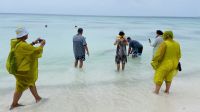 nochmal Haie streicheln auf Fakarava