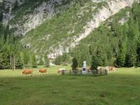 Almabtrieb ins Rautal