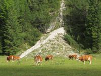 Almabtrieb im Rautal