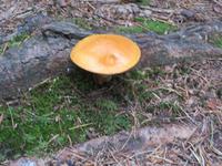 auf dem Weg nach Bruneck