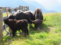 Yaks auf dem Kronplatz