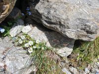 Südtirol, Vinschgau, Sulden, Steingarten am Rosimboden