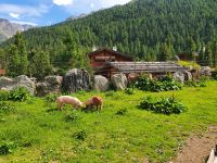 Südtirol, Sulden, Schweine am MMM Ortles