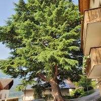 Südtirol, Vinschgau, Tschars, Himalaya Zeder