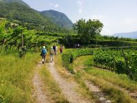 Südtirol, Weingut Rametz bei Meran